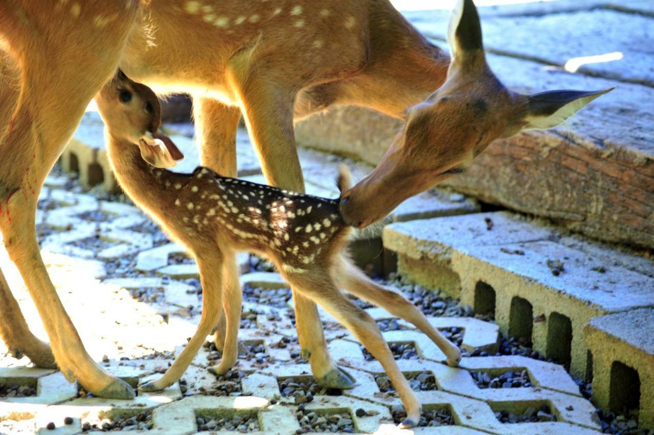 Howard Beach Resort Кеньдін Екстер'єр фото Deer