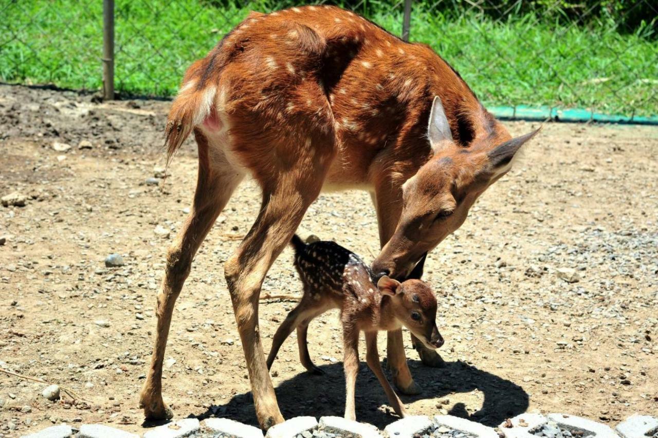 Howard Beach Resort Кеньдін Екстер'єр фото A sambar deer with its fawn
