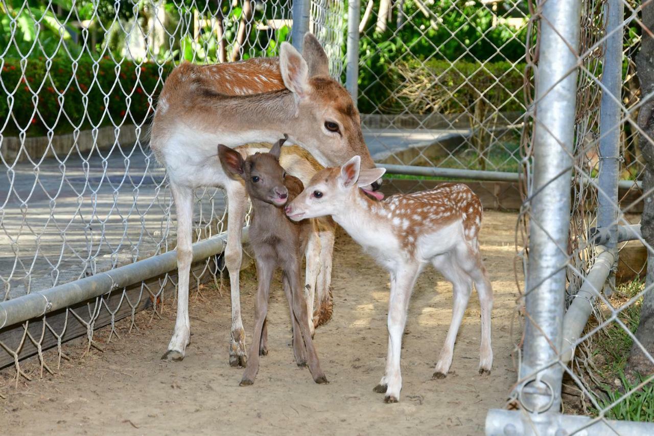 Howard Beach Resort Кеньдін Екстер'єр фото Fallow deer