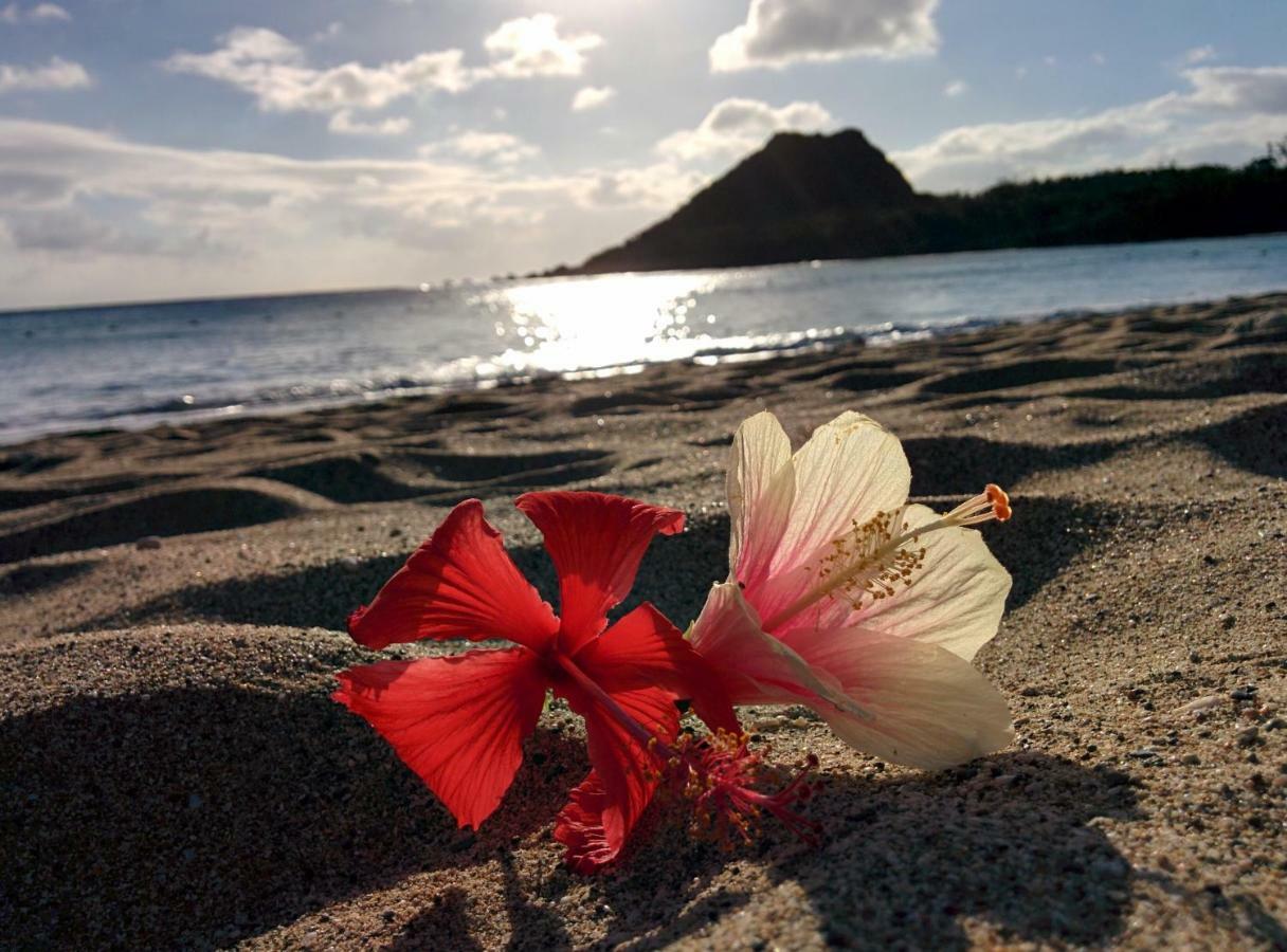Howard Beach Resort Кеньдін Екстер'єр фото Hibiscus flower on a beach